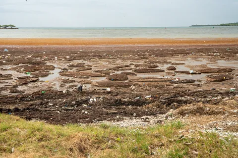 Sargazo — PLAYA MALECON (Sur)